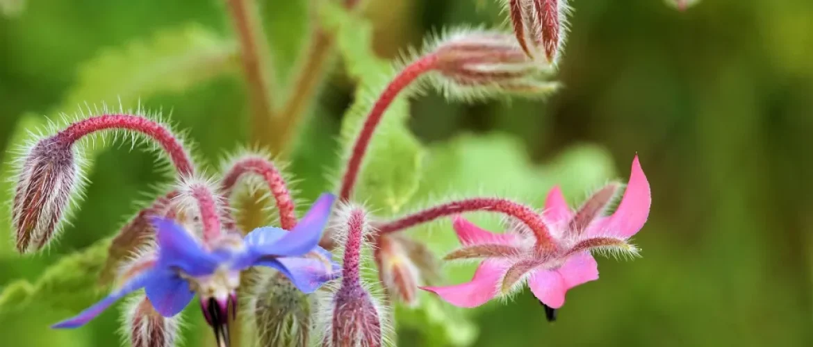 fleurs de bourrache