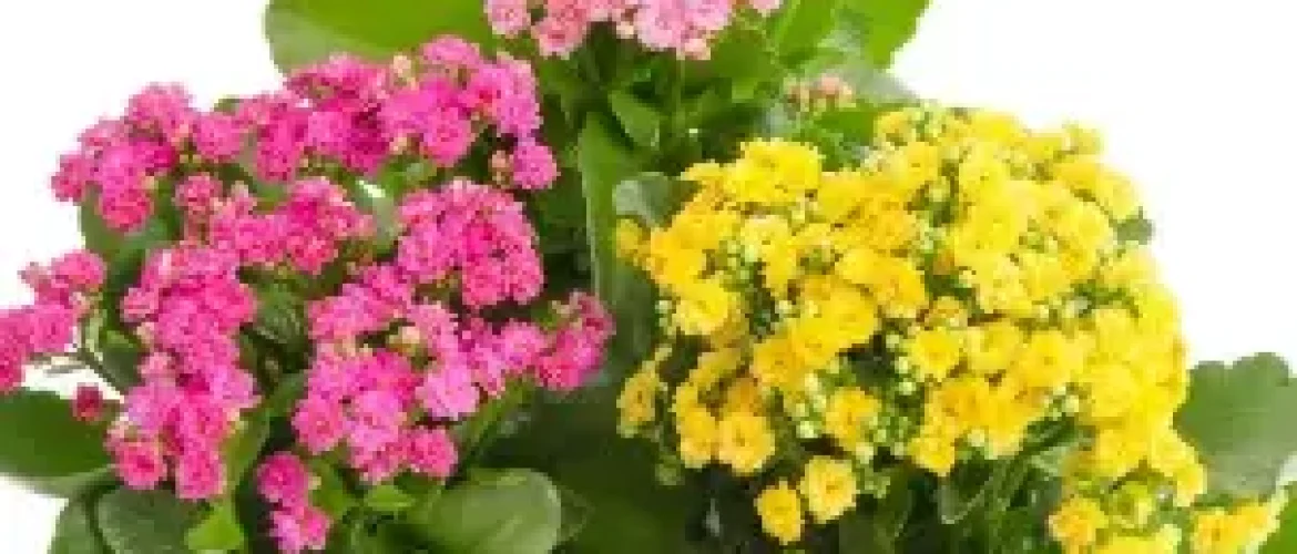 kalanchoe blossfeldiana