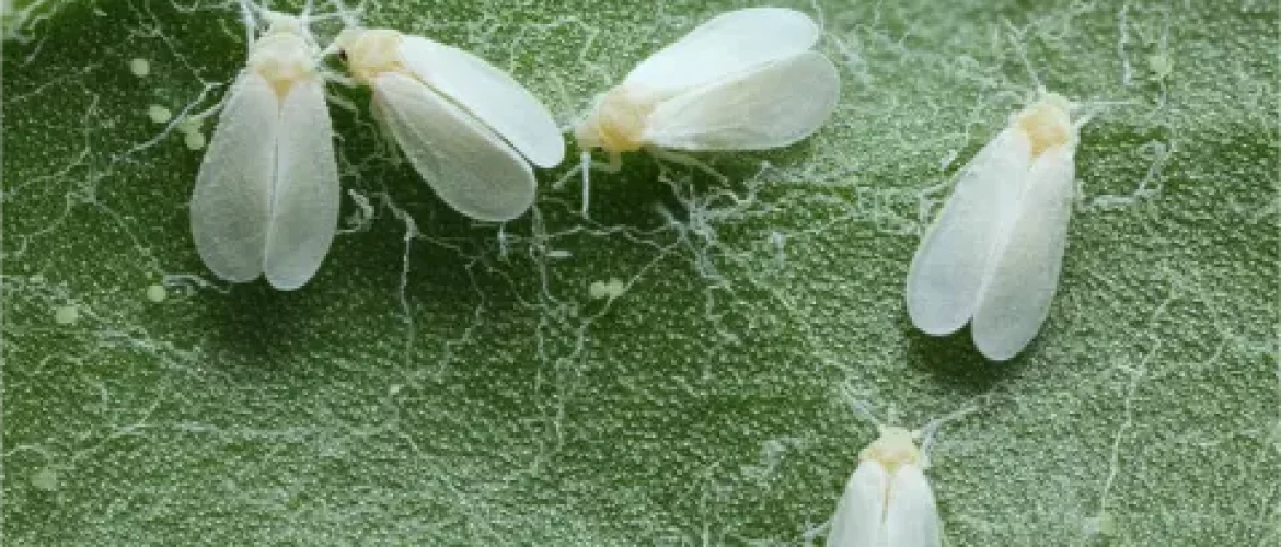 insecte blanc