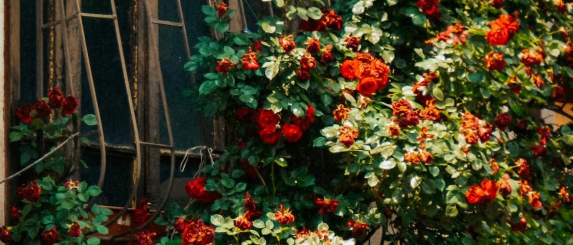 roses grimpantes parfumées